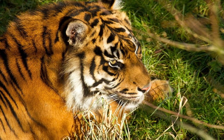 тигр, морда, трава, хищник, большая кошка, отдых, амурский тигр, tiger, face, grass, predator, big cat, stay, the amur tiger