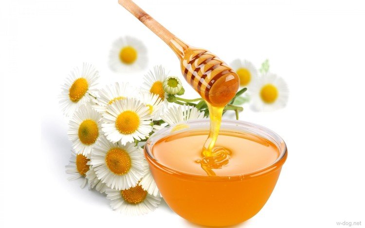 цветы, ромашка, белый фон, мед, миска, flowers, daisy, white background, honey, bowl