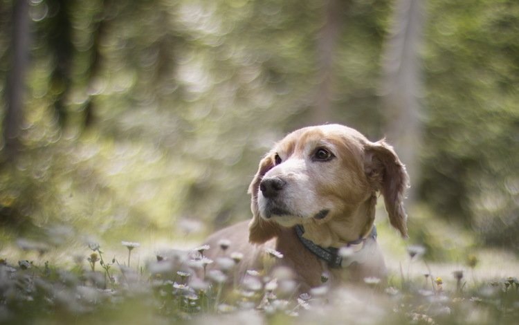 цветы, мордочка, взгляд, собака, размытость, ошейник, flowers, muzzle, look, dog, blur, collar