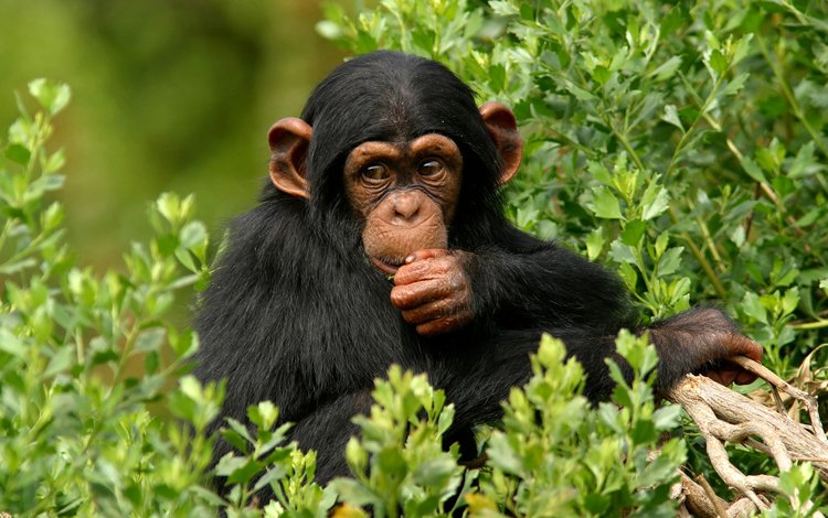 дерево, листья, мордочка, взгляд, обезьяна, примат, шимпанзе, tree, leaves, muzzle, look, monkey, the primacy of, chimpanzees