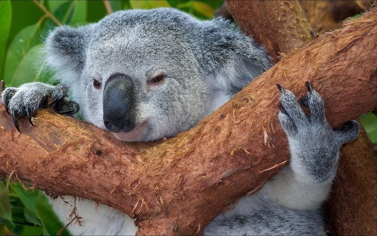 дерево, животные, мордочка, австралия, коала, tree, animals, muzzle, australia, koala