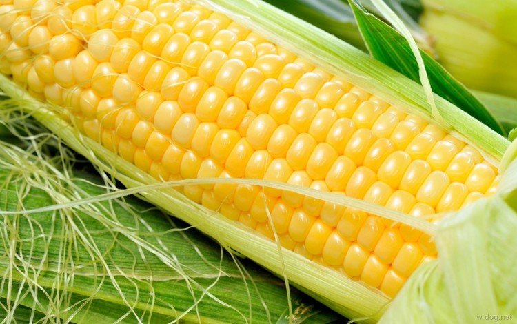кукуруза, овощи, зерно, злаки, початок, corn, vegetables, grain, cereals, the cob
