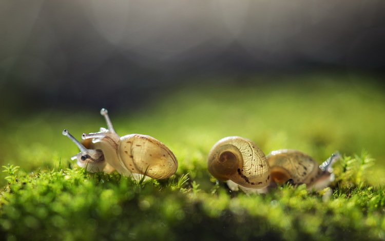 трава, природа, фон, улитка, улитки, grass, nature, background, snail, snails