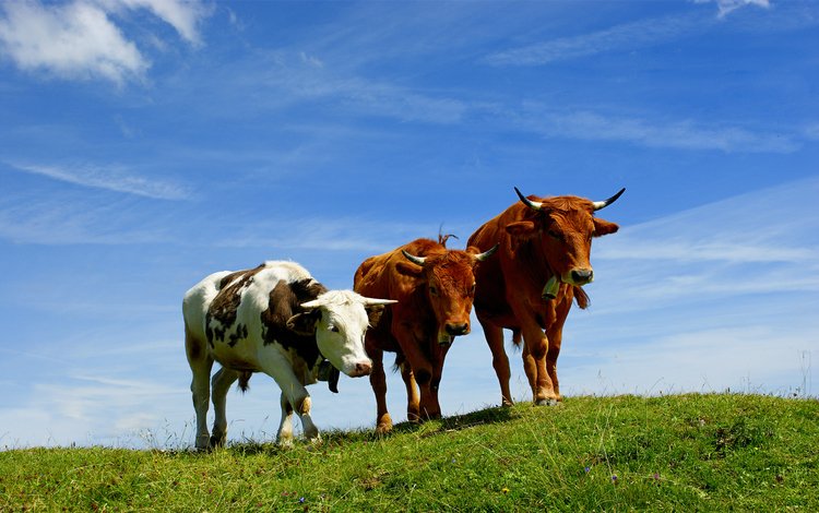 небо, трава, поле, пастбище, рога, коровы, the sky, grass, field, pasture, horns, cows