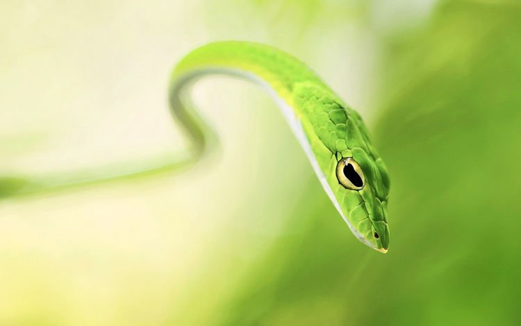 размытость, змея, зеленая, blur, snake, green