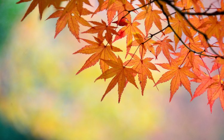 ветка, природа, листья, макро, осень, клен, branch, nature, leaves, macro, autumn, maple