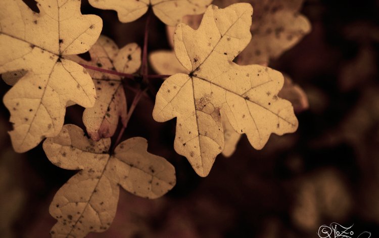 ветка, природа, листья, осень, сухие, боке, branch, nature, leaves, autumn, dry, bokeh