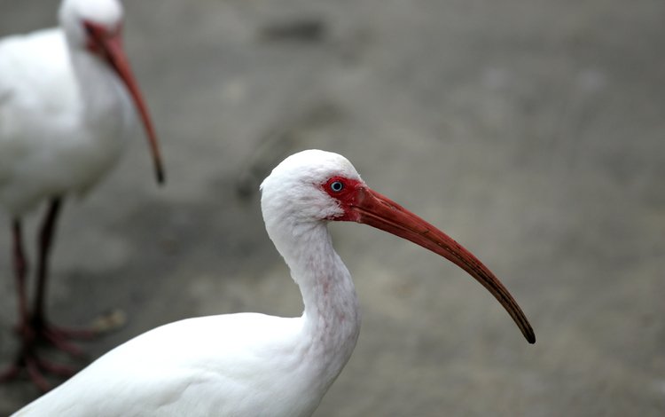 птицы, клюв, перья, глаз, шея, ибис, birds, beak, feathers, eyes, neck, ibis