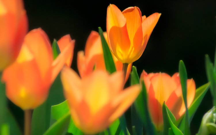цветы, макро, поле, весна, тюльпаны, тюльпан, flowers, macro, field, spring, tulips, tulip