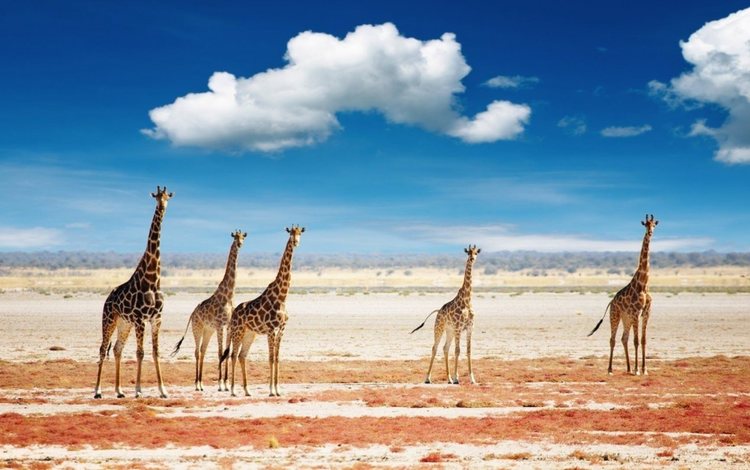 небо, облака, животные, африка, жираф, жирафы, the sky, clouds, animals, africa, giraffe, giraffes