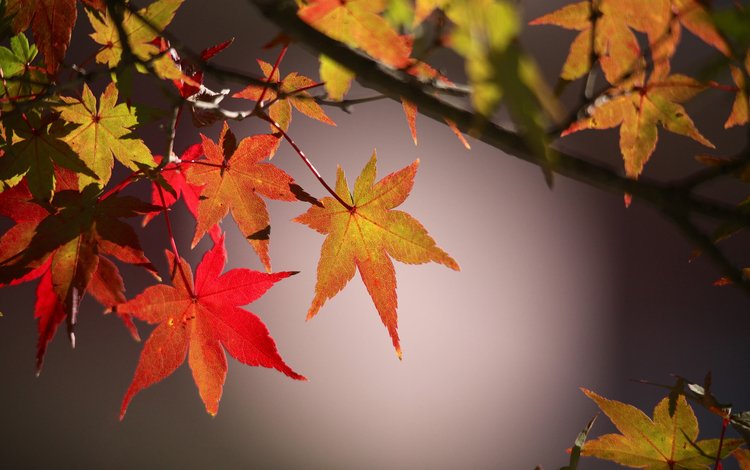 ветка, листья, макро, осень, клен, кленовые листья, branch, leaves, macro, autumn, maple, maple leaves