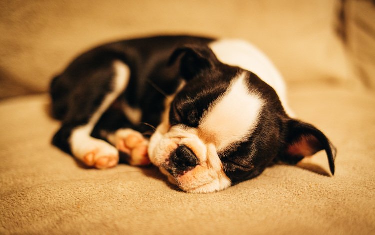 мордочка, сон, собака, щенок, muzzle, sleep, dog, puppy