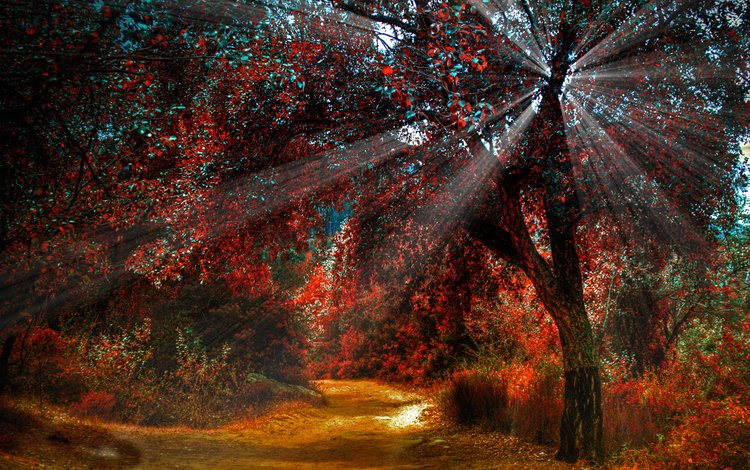 дерево, лес, осень, солнечный свет, луч света, tree, forest, autumn, sunlight, a beam of light