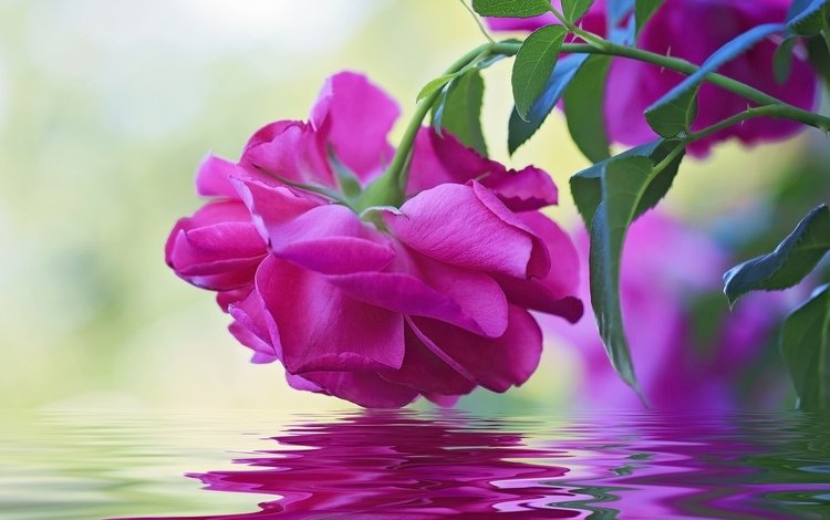 вода, макро, отражение, цветок, роза, бутон, water, macro, reflection, flower, rose, bud