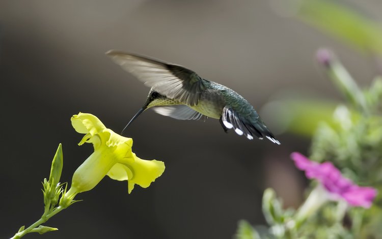 цветы, природа, желтый, птица, розовый, нектар, колибри, flowers, nature, yellow, bird, pink, nectar, hummingbird