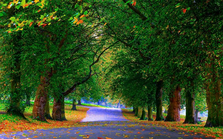деревья, зелень, листья, парк, осень, аллея, trees, greens, leaves, park, autumn, alley