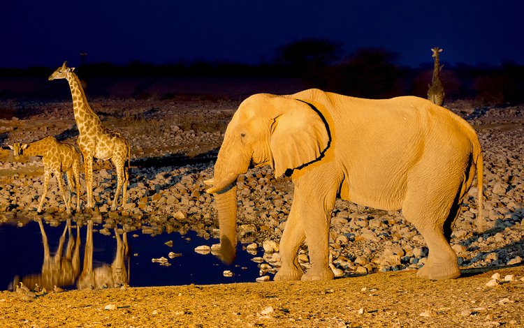 слон, африка, жираф, водопой, намибия, etosha national park, elephant, africa, giraffe, drink, namibia