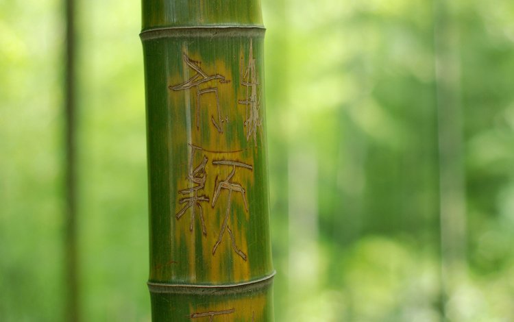 дерево, зелёный, макро, фон, надпись, иероглифы, бамбук, ствол, tree, green, macro, background, the inscription, characters, bamboo, trunk