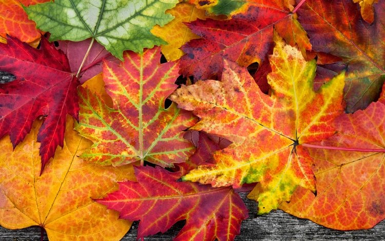 природа, листья, макро, разноцветные, осень, осенние, nature, leaves, macro, colorful, autumn