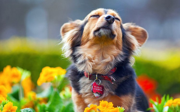 цветы, мордочка, собака, ошейник, удовольствие, flowers, muzzle, dog, collar, fun