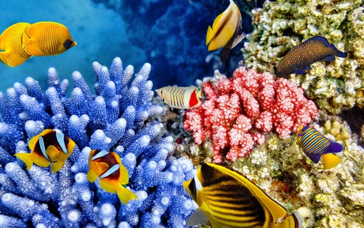 рыбки, океан, подводный мир, коралловый риф, fish, the ocean, underwater world, coral reef
