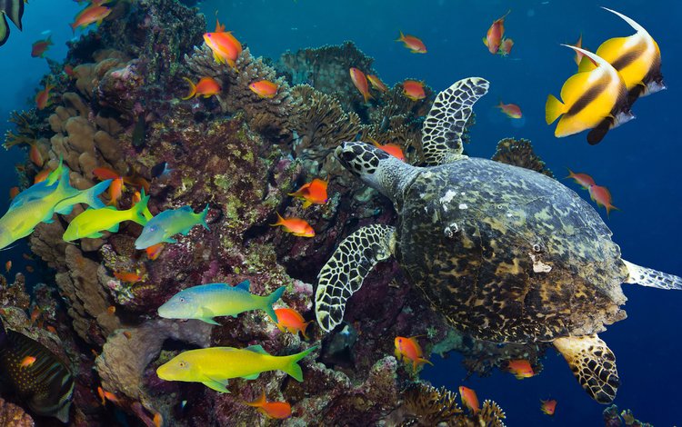море, разноцветные, черепаха, рыбы, океан, кораллы, подводный мир, коралловые рифы, sea, colorful, turtle, fish, the ocean, corals, underwater world, coral reefs