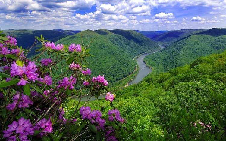 цветы, река, горы, природа, flowers, river, mountains, nature