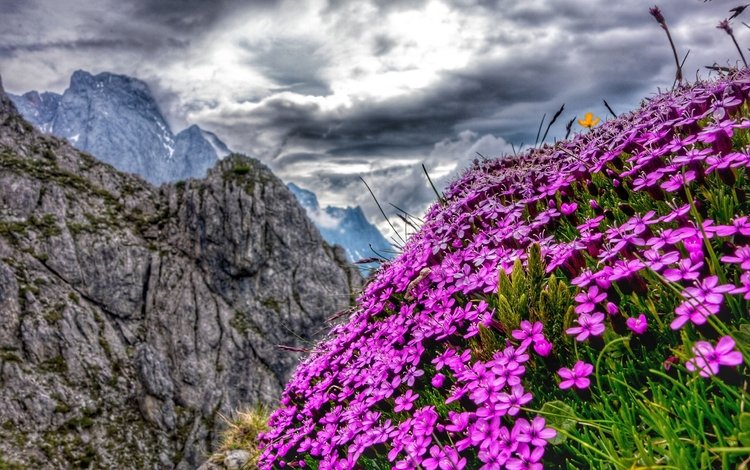 цветы, горы, австрия, альпы, flowers, mountains, austria, alps