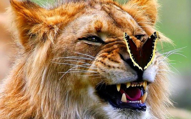 бабочка, лев, оскал, царь зверей, butterfly, leo, grin, the king of beasts