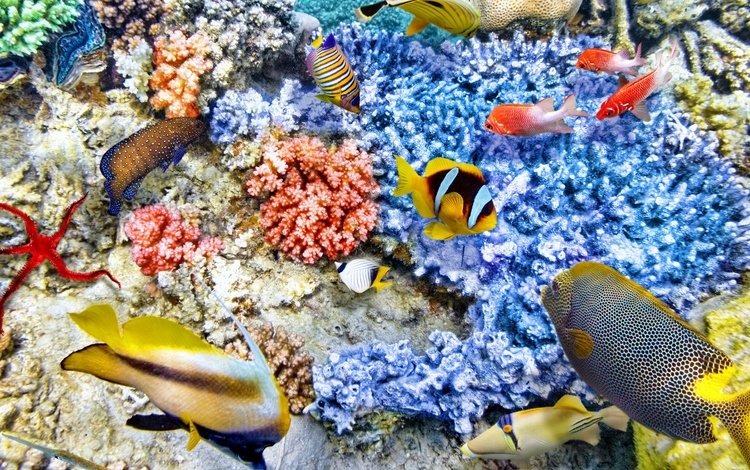 рыбки, океан, подводный мир, коралловый риф, fish, the ocean, underwater world, coral reef
