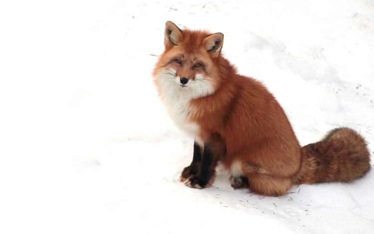 снег, зима, взгляд, рыжая, лиса, лисица, snow, winter, look, red, fox