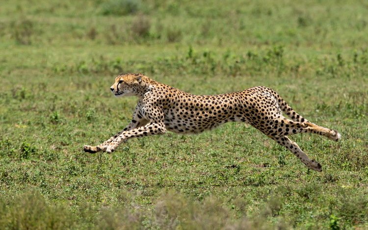 африка, хищник, большая кошка, гепард, africa, predator, big cat, cheetah