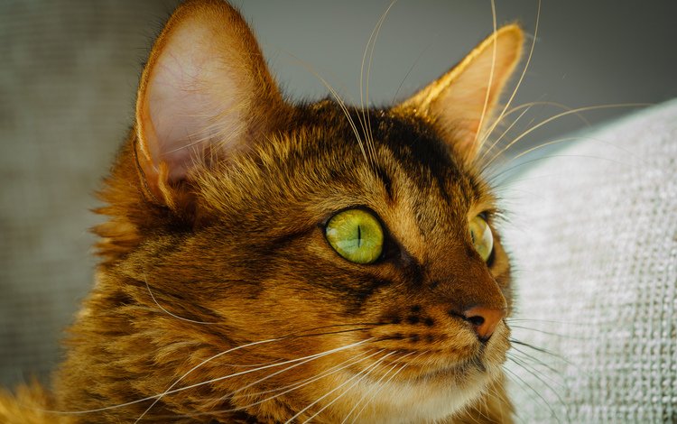 глаза, морда, кот, усы, кошка, взгляд, зеленые, уши, eyes, face, cat, mustache, look, green, ears