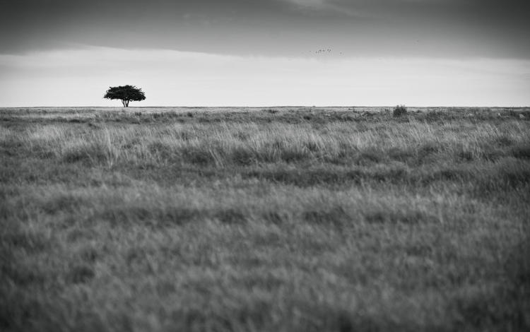 дерево, поле, чёрно-белое, быт, by robin de blanche, tree, field, black and white, life
