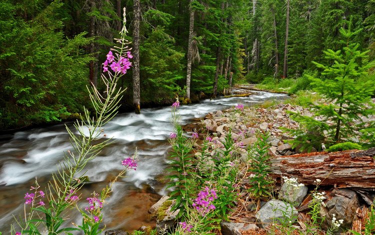 цветы, деревья, река, природа, камни, лес, поток, бревно, flowers, trees, river, nature, stones, forest, stream, log
