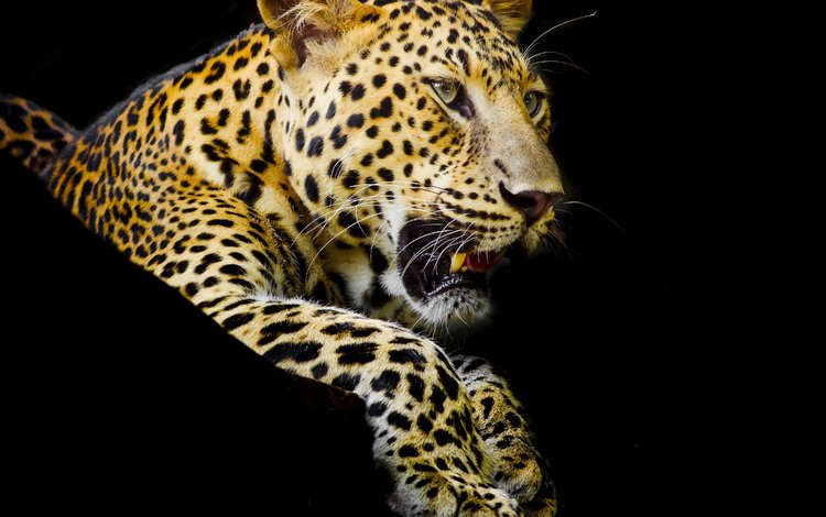 лапы, леопард, клыки, хищник, черный фон, пятнистый, paws, leopard, fangs, predator, black background, spotted