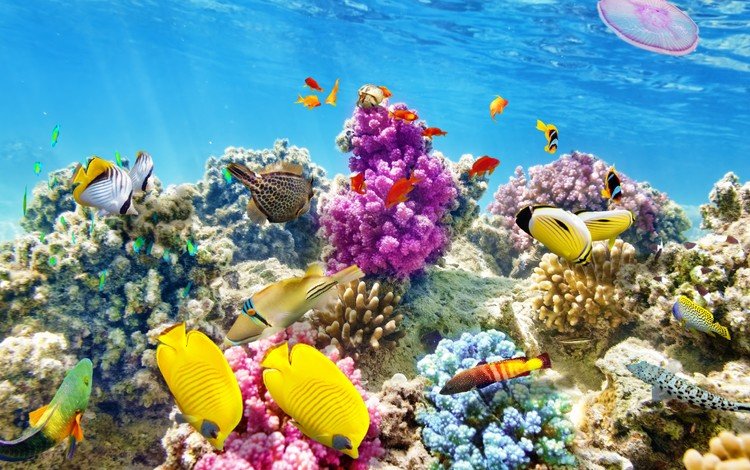море, рыбы, океан, медуза, кораллы, риф, подводный мир, sea, fish, the ocean, medusa, corals, reef, underwater world