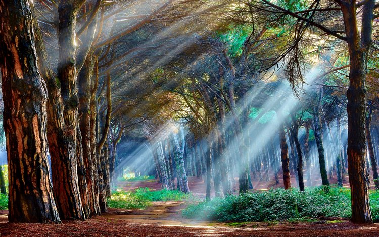 свет, деревья, лес, лучи, пейзаж, light, trees, forest, rays, landscape