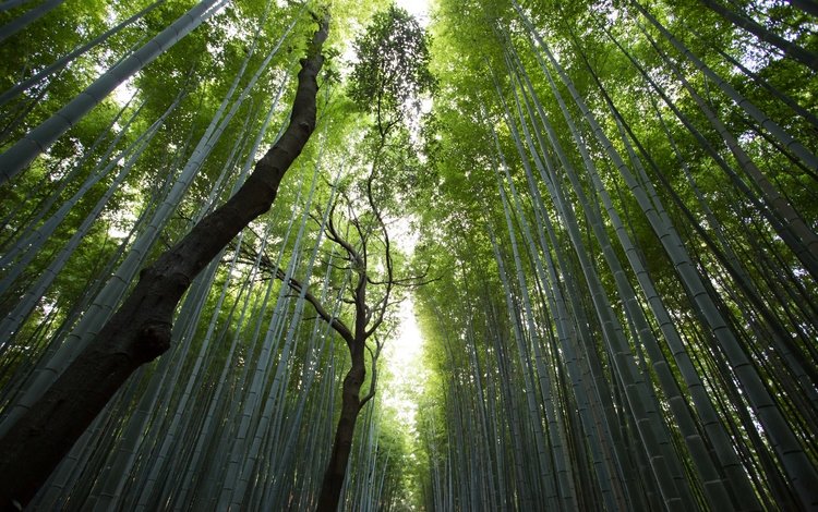 лес, стволы, вершины, бамбук, просвет, солнечный свет, бамбуковый, forest, trunks, tops, bamboo, clearance, sunlight