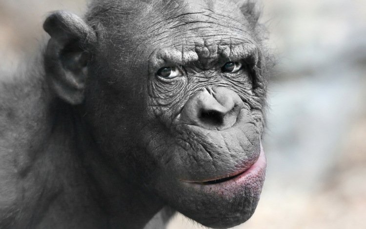 морда, взгляд, животное, обезьяна, шимпанзе, face, look, animal, monkey, chimpanzees