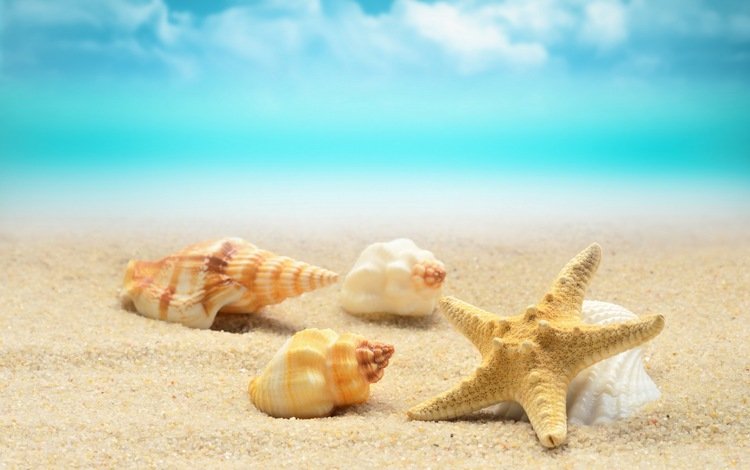 берег, волны, море, песок, пляж, лето, ракушки, морская звезда, shore, wave, sea, sand, beach, summer, shell, starfish