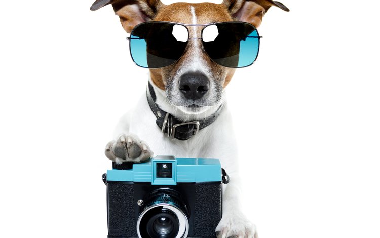 очки, собака, фотоаппарат, юмор, ошейник, джек-рассел-терьер, glasses, dog, the camera, humor, collar, jack russell terrier