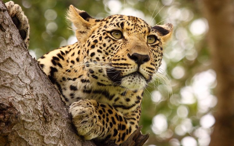 хищник, большая кошка, ягуар, predator, big cat, jaguar