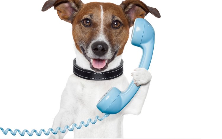 мордочка, собака, телефон, джек-рассел-терьер, muzzle, dog, phone, jack russell terrier