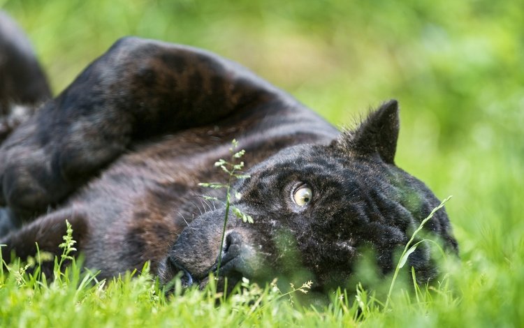 морда, трава, кошка, взгляд, пантера, черный ягуар, face, grass, cat, look, panther, black jaguar