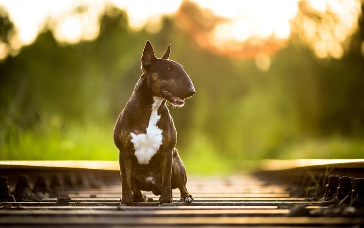 дорога, железная дорога, фон, собака, бультерьер, road, railroad, background, dog, bull terrier