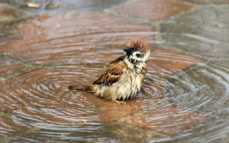 вода, птица, воробей, купание, лужа, мокрый, water, bird, sparrow, bathing, puddle, wet