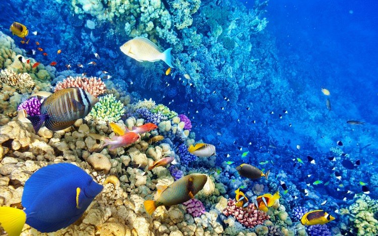 море, рыбы, океан, кораллы, риф, подводный мир, sea, fish, the ocean, corals, reef, underwater world