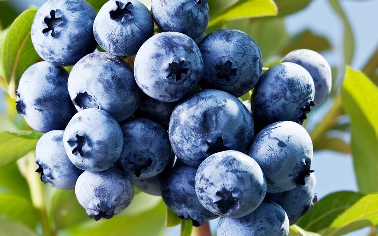 ягоды, лесные ягоды, черника, голубика, парное, черничный, berries, blueberries, fresh, blueberry