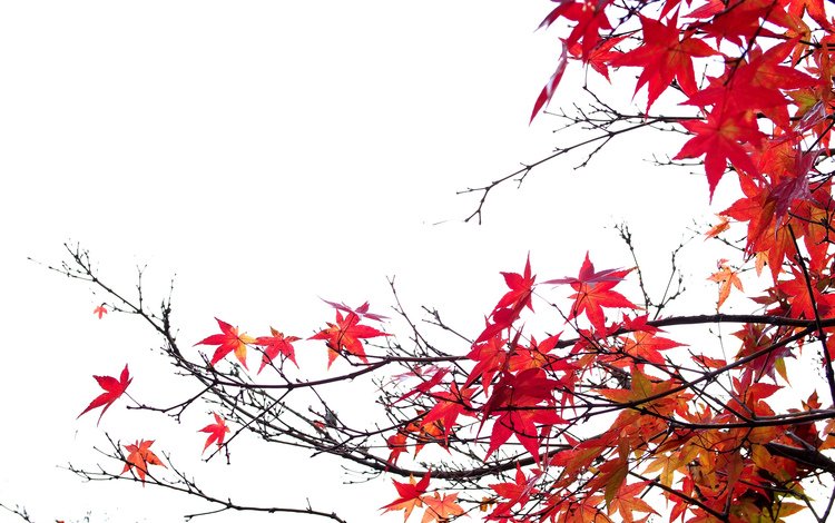 природа, листья, ветки, осень, белый фон, клен, багрянец, nature, leaves, branches, autumn, white background, maple, the crimson